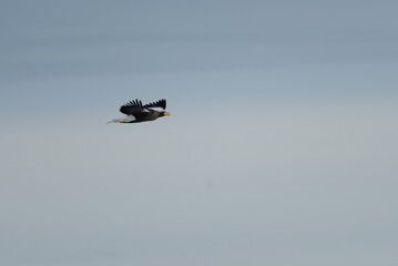 Fototapeta premium Steller's Sea Eagle flying