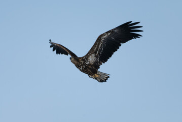 Obraz premium White-tailed Eagle juvenile flying