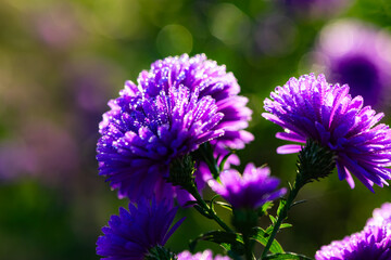 Asteraceae Aster perennial herbaceous plants