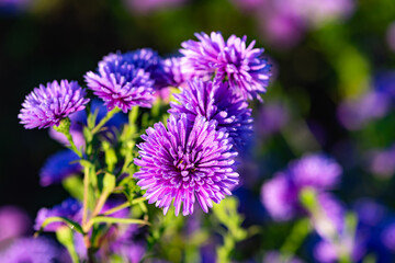 Fototapeta premium Asteraceae Aster perennial herbaceous plants