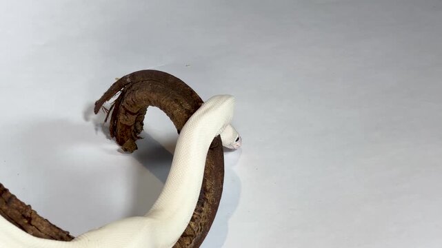 Leucistic Ball Python Slithering Over a Dark Wood Branch