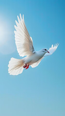 Obraz premium White Dove flying in clear blue sky with sunlight