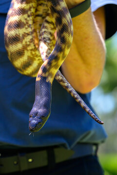 A professional handler holds a black-headed python, showcasing its unique scales for reptile education, wildlife conservation programs, and zoo exhibition marketing.