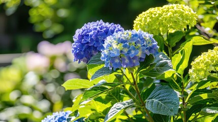Vibrant Blooms of Hydrangeas in Springtime Serene Garden Botanical Photography Lush Greenery Close-Up Perspective Nature's Beauty