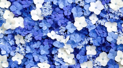 Blooming Hydrangeas in Blue A Floral Celebration of Nature's Palette Captured in Stunning Detail Outdoor Garden Setting Close-Up Perspective Tranquility and Beauty