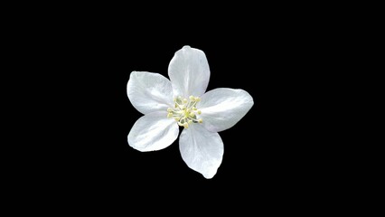 Obraz premium white flower isolated on black