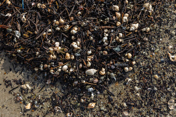 Fototapeta premium A close-up view of various seashells, dark seaweed, small pebbles, and sand washed ashore on a sunny beach, showcasing natural coastal debris. Whangamata, Coromandel Peninsula, New Zealand.