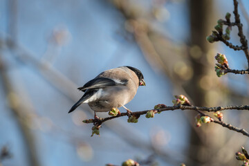 桜の新芽を食べに来た野鳥の「ウソ」 Eurasian Bullfinch