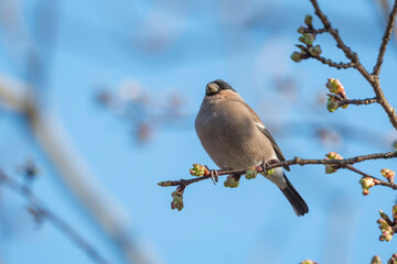 桜の新芽を食べに来た野鳥の「ウソ」 Eurasian Bullfinch