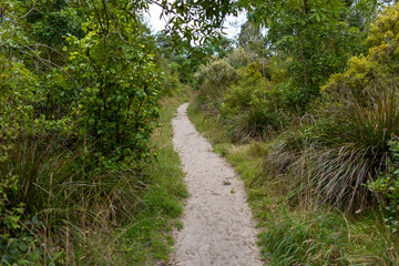 Obraz premium A serene sandy walking trail meanders through vibrant green native vegetation in Opoutere, offering a tranquil escape into the wilderness. Whangamata, Coromandel Peninsula, New Zealand.