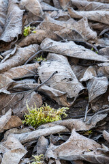Dead brown leaves piled up on the ground with some yellow green moss, frozen and covered with white frost crystals on a cold winter day, as a pattern and textured nature background

