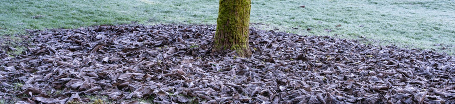 Frozen winter landscape on a cold frosty day, grass lawn covered in white frost and pile of fallen brown leaves piled up under a tree as mulch for protection from cold, as a nature background
