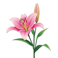 Fototapeta premium A stunning vector illustration of a pink lily in full bloom with a secondary bud. This elegant botanical graphic features speckled petals and vibrant green leaves on a white background.