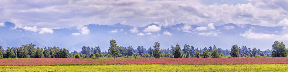 Fototapeta premium Blooming mountain valley, summer meadow, rural field, panoramic view