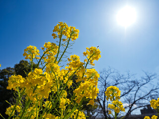 春の輝き！青空と太陽に映える鮮やかな菜の花