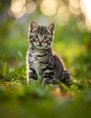 Adorable tabby kitten sits in lush green grass, illuminated by sunlight