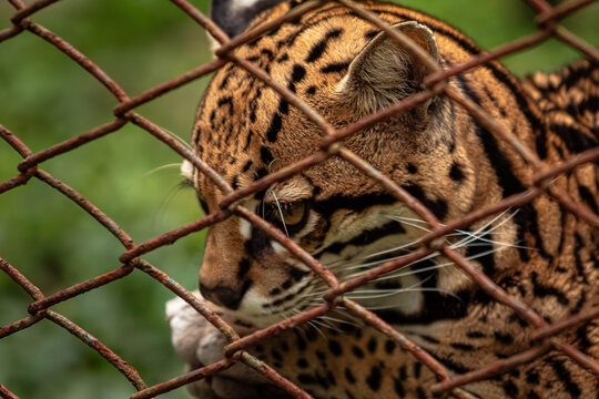 Mirada tras una reja