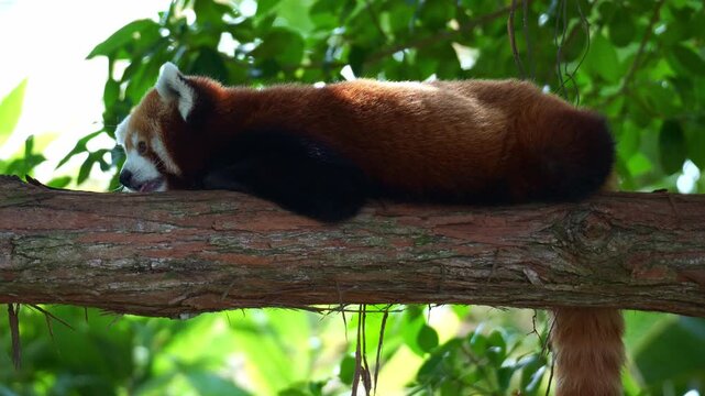 Close up shot of a cute Red panda (Ailurus fulgens) resting on a tree branch on a tranquil day.