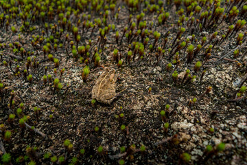 Toad camouflaged in mossy forest floor, close-up wildlife portrait.