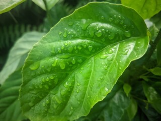 green leaf with water droplets