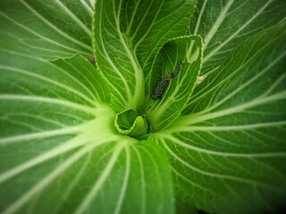 close up of green leaf with caterpillar 