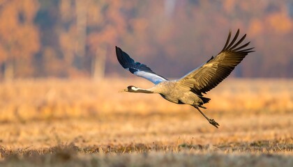 Bird in flight over an autumn field with golden hues