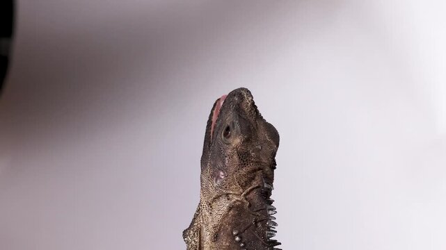 Hydrosaurus Lizard Eating a Mealworm in Front of White Background