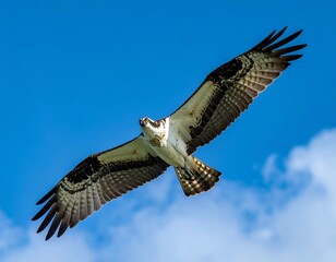 Fototapeta premium Bird of prey soaring in blue sky. Feathers and wings spread wide