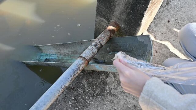 Someone releasing eels fish into water after bought it from market. Releasing fish for worship, known as mercy release in Buddhism and Daoism, is a compassionate practice to gain merit, extend life, o