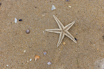 A beautiful starfish rests on the sandy beach, surrounded by various small seashells and grains of sand, showcasing natural marine life. Whangamata, Coromandel Peninsula, New Zealand.