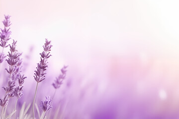 A soft lavender background with a clean and modern gradient.