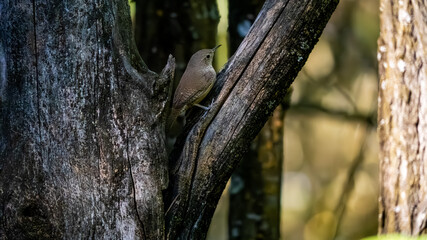 Fototapeta premium bird on a tree