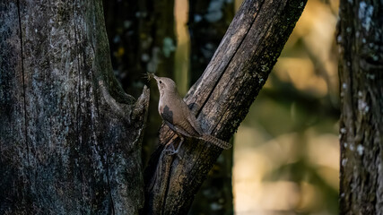 Fototapeta premium bird on a tree