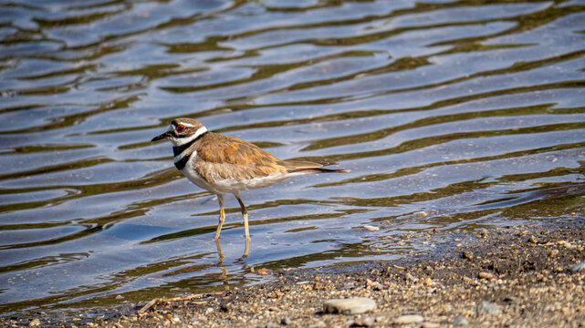 Killdeer 