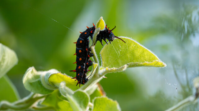 Pipevine Swallowtail caterpillar