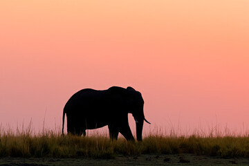An African elephant (Loxodonta africana) silhouetted against an orange sky at sunset, Chobe National Park, Botswana