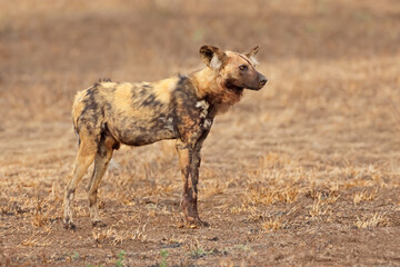 Fototapeta premium African wild dog or painted hunting dog (Lycaon pictus) in natural habitat, Kruger National park, South Africa