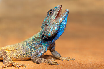Portrait of a male southern tree agama (Acanthocercus atricollis) with open mouth, Kruger National Park, South Africa