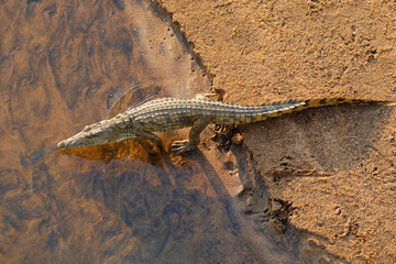 A Nile crocodile (Crocodylus niloticus) entering water, Kruger National Park, South Africa