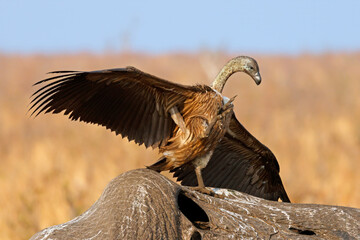 A white-backed vulture (Gyps africanus) scavenging on a dead elephant, Kruger National Park, South Africa