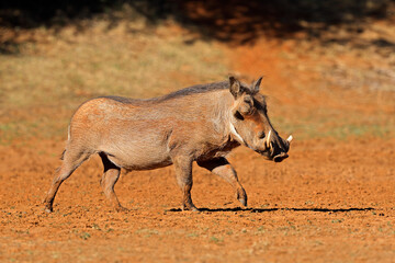 A warthog (Phacochoerus africanus) walking in natural habitat, Mokala National Park, South Africa