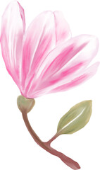 Pink Magnolia Flower