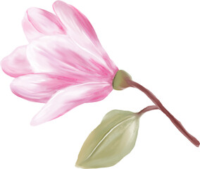 Pink Magnolia Flower