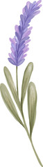 Watercolor Purple Lavender 