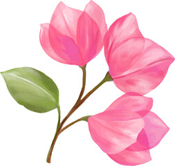 Pink bougainvillea flowers