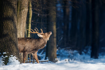 Obraz premium Deer stands in snow near trees while lifting its head in a forest setting during winter time
