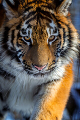 Fototapeta premium Close encounter with a tiger at a wildlife sanctuary during the daytime