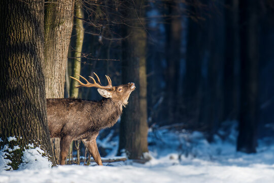 Deer stands in snow near trees while lifting its head in a forest setting during winter time