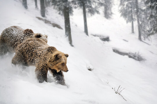 Bears walk through snow-covered forest in winter during cold weather