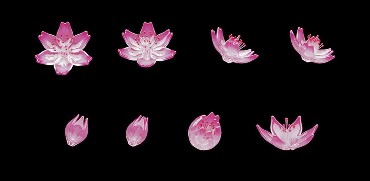 Sey of pink cherry blossom flower made entirely of transparent glass 